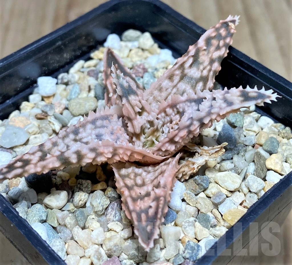 SHPR20509 Aloe hybrid