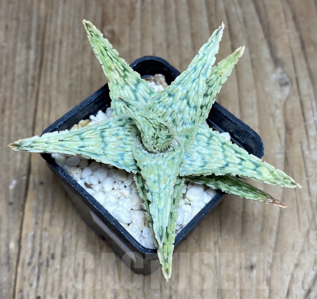 SHPR20510 Aloe hybrid - Image 2