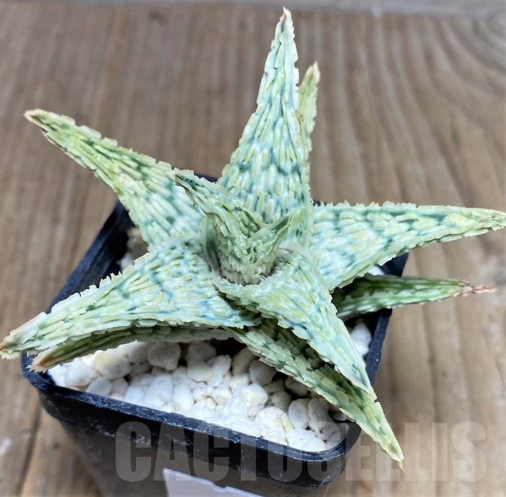 SHPR20510 Aloe hybrid