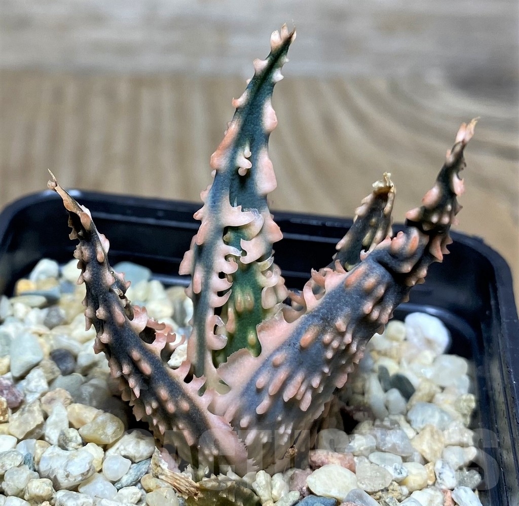 SHPR20511 Aloe TCT hybrid