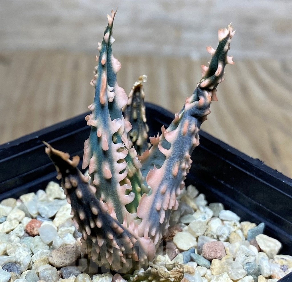 SHPR20511 Aloe TCT hybrid - Image 2