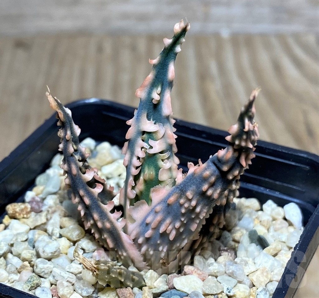 SHPR20511 Aloe TCT hybrid - Image 3