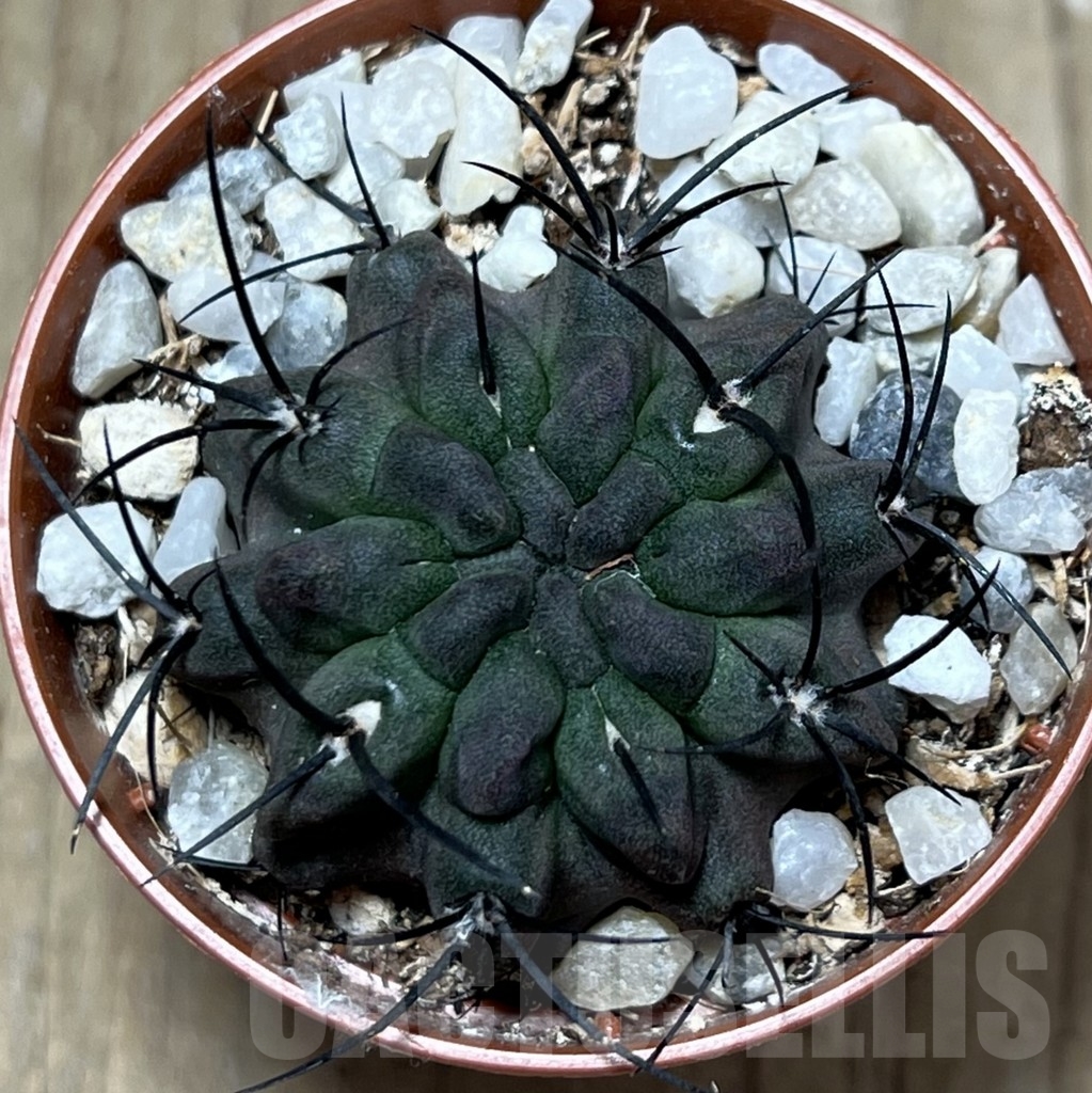 SHPR20575 Neochilenia paucicostata v. viridis - Image 2