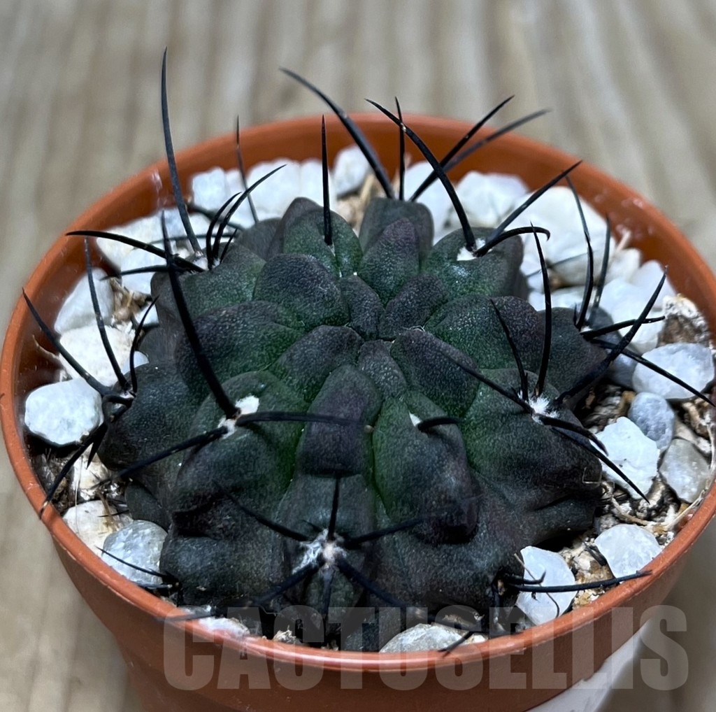 SHPR20575 Neochilenia paucicostata v. viridis