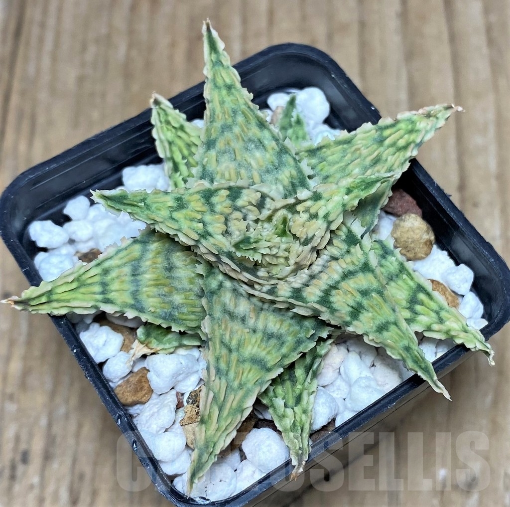 SHPR20516 Aloe hybrid - Imagen 2