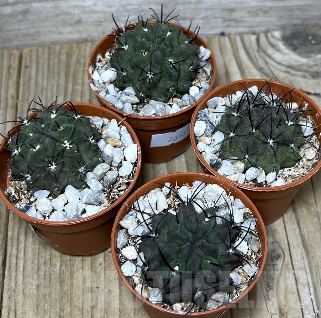 SHPR20575 Neochilenia paucicostata v. viridis - Image 3