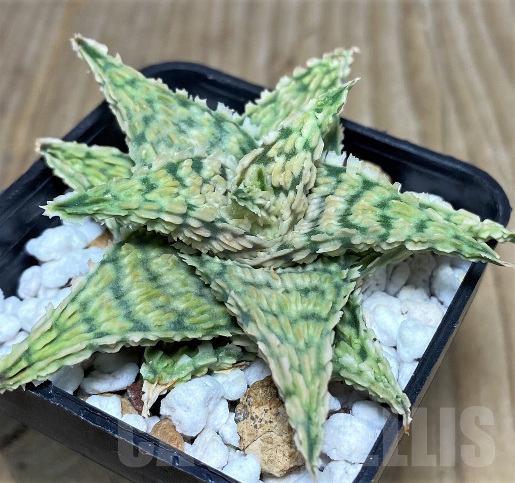SHPR20516 Aloe hybrid - Imagen 3