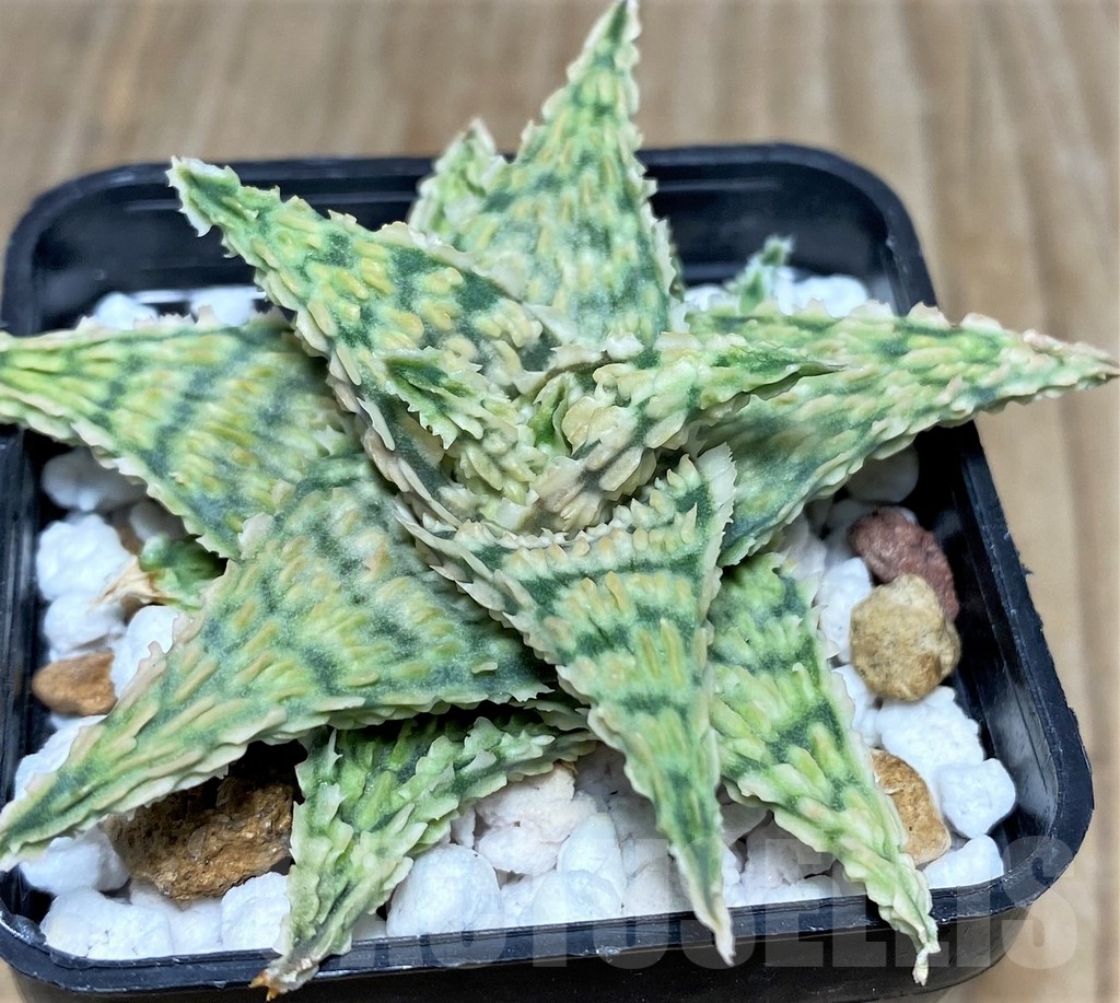 SHPR20516 Aloe hybrid