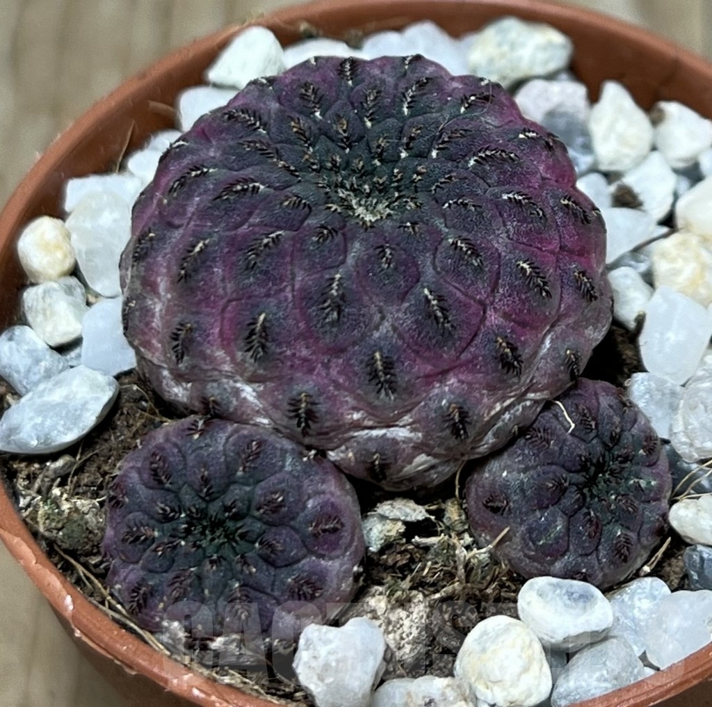 SHPR20576 Sulcorebutia rauschii - Imagen 2