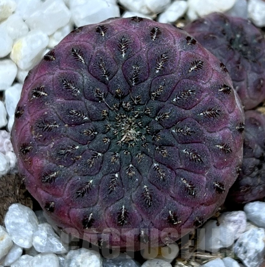 SHPR20576 Sulcorebutia rauschii – Кактус онлайн
