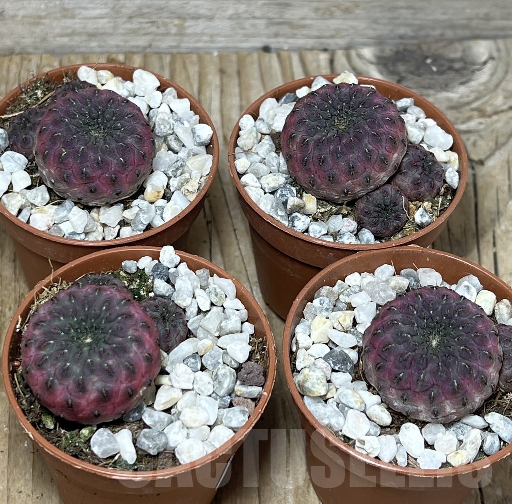 SHPR20576 Sulcorebutia rauschii - Imagen 3