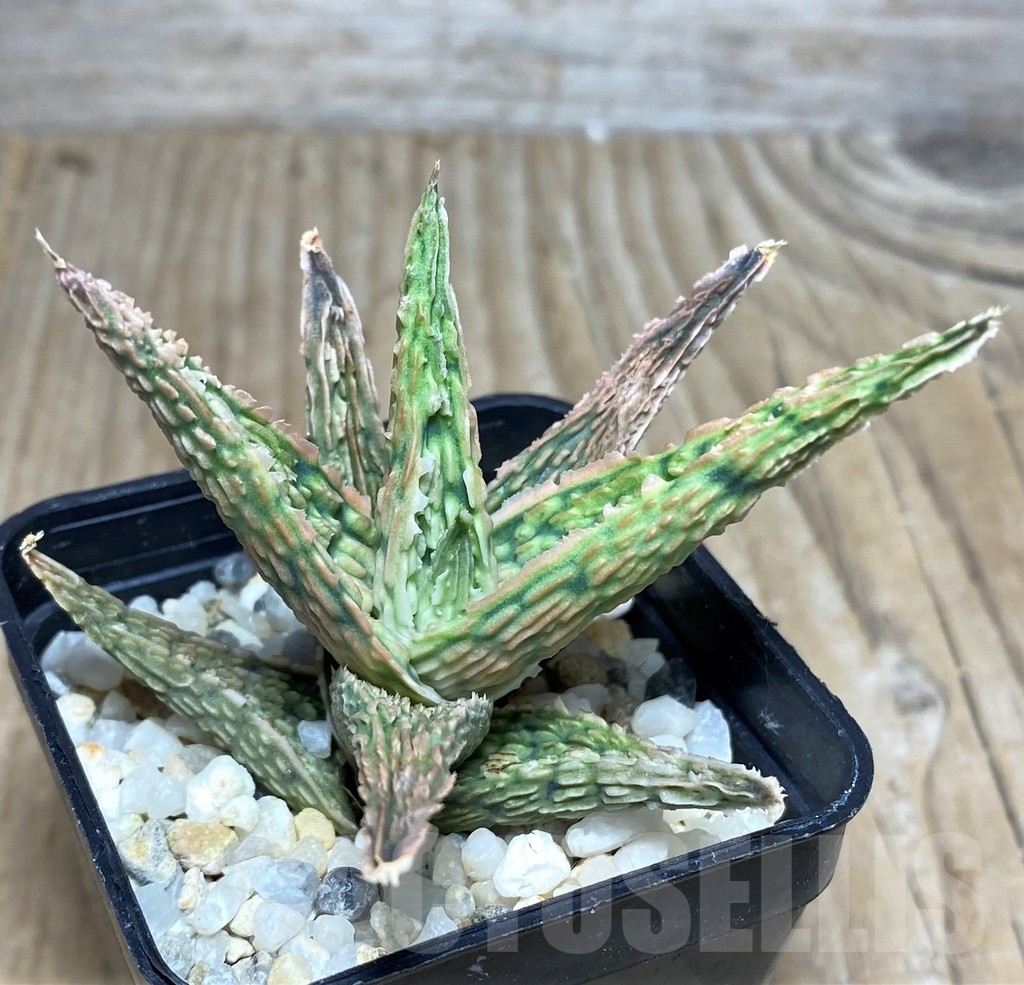 SHPR20518 Aloe TCT hybrid - Зображення 2