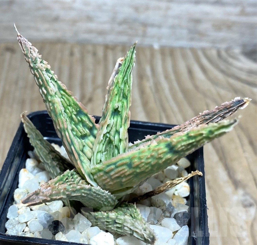 SHPR20518 Aloe TCT hybrid