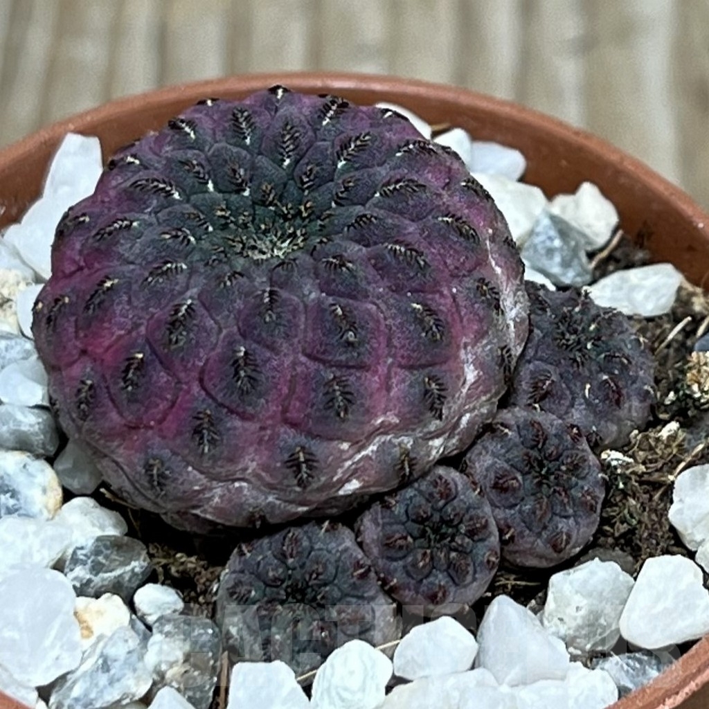 SHPR20578 Sulcorebutia rauschii