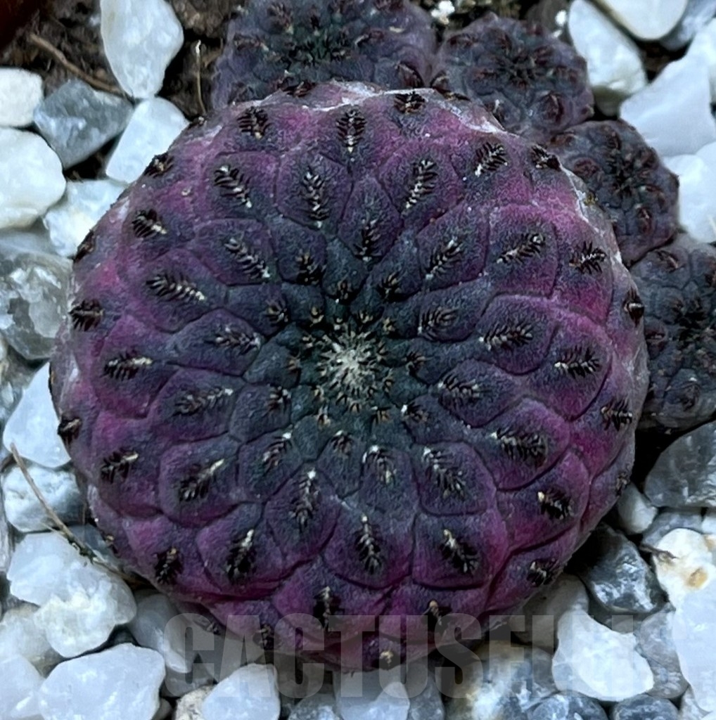 SHPR20578 Sulcorebutia rauschii - Image 2