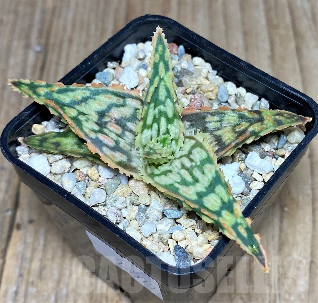 SHPR20522 Aloe TCT hybrid - Зображення 2