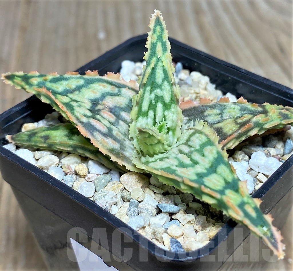 SHPR20522 Aloe TCT hybrid