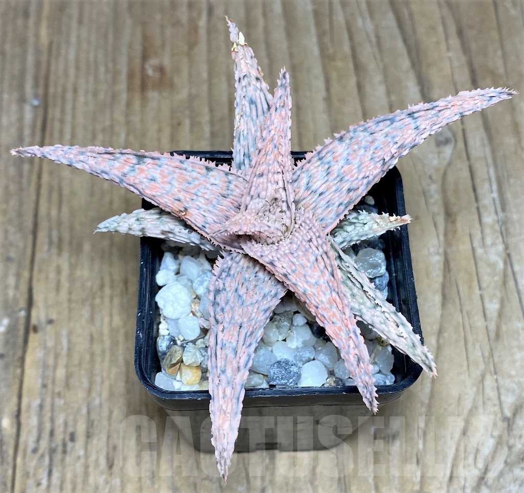 SHPR20524 Aloe hybrid - Зображення 2