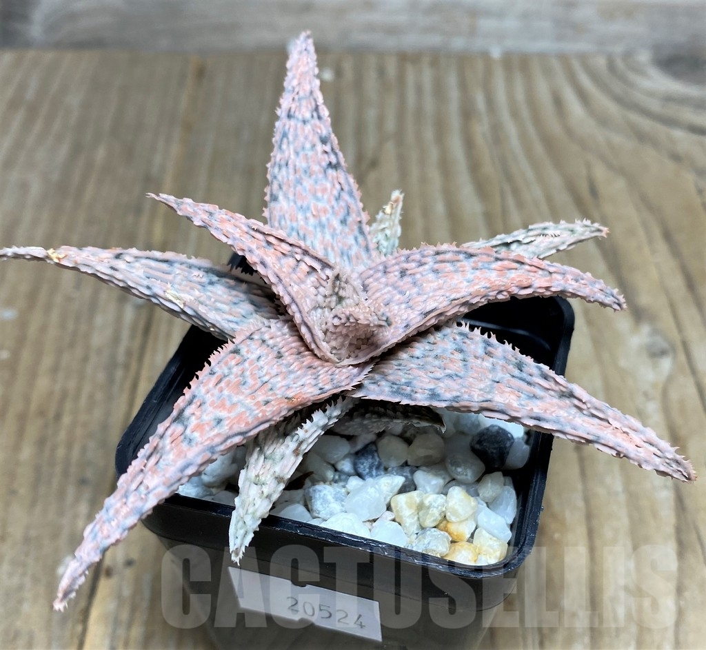 SHPR20524 Aloe hybrid