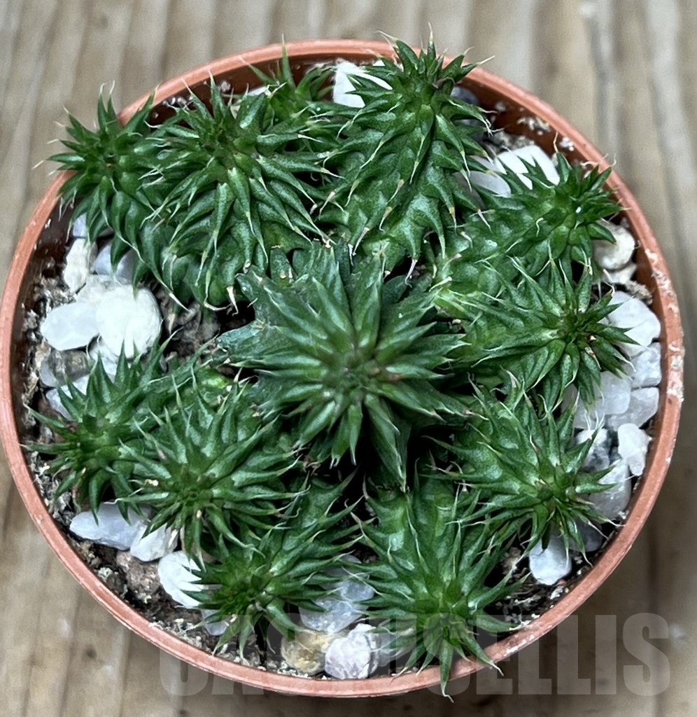 SL20582 Euphorbia susannae – Image 2