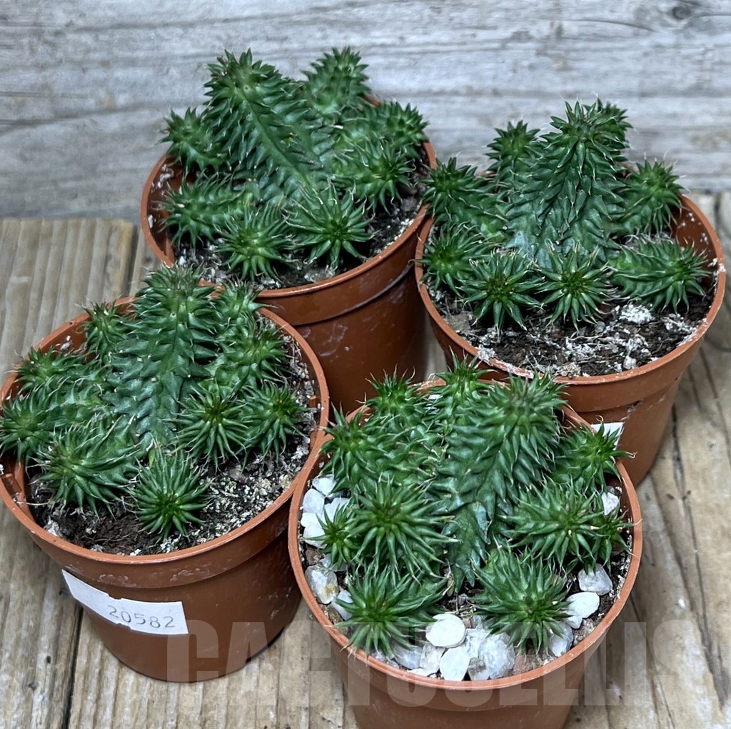 SL20582 Euphorbia susannae – Image 3