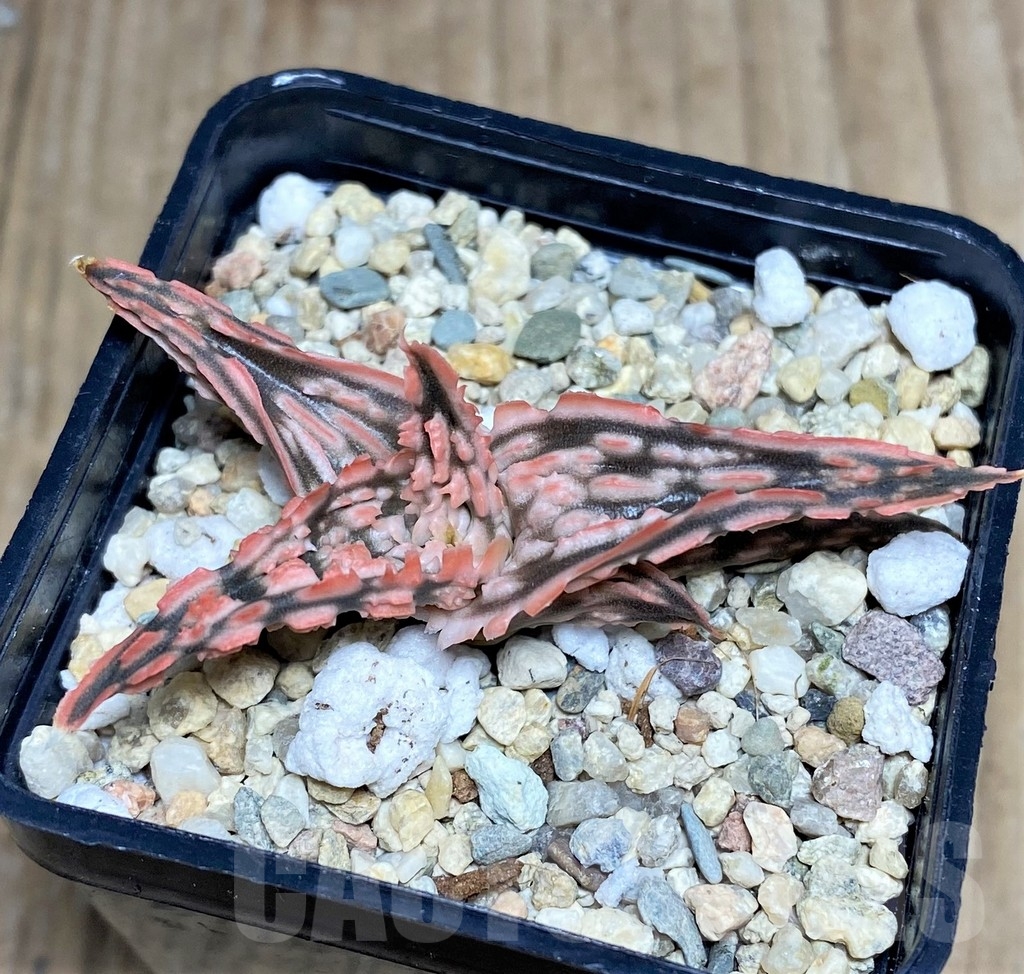 SHPR20527 Aloe TCT hybrid - Зображення 2