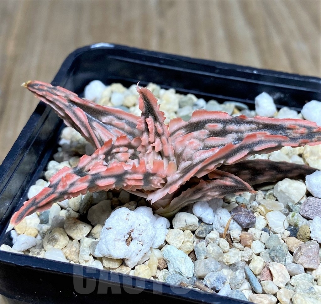 SHPR20527 Aloe TCT hybrid