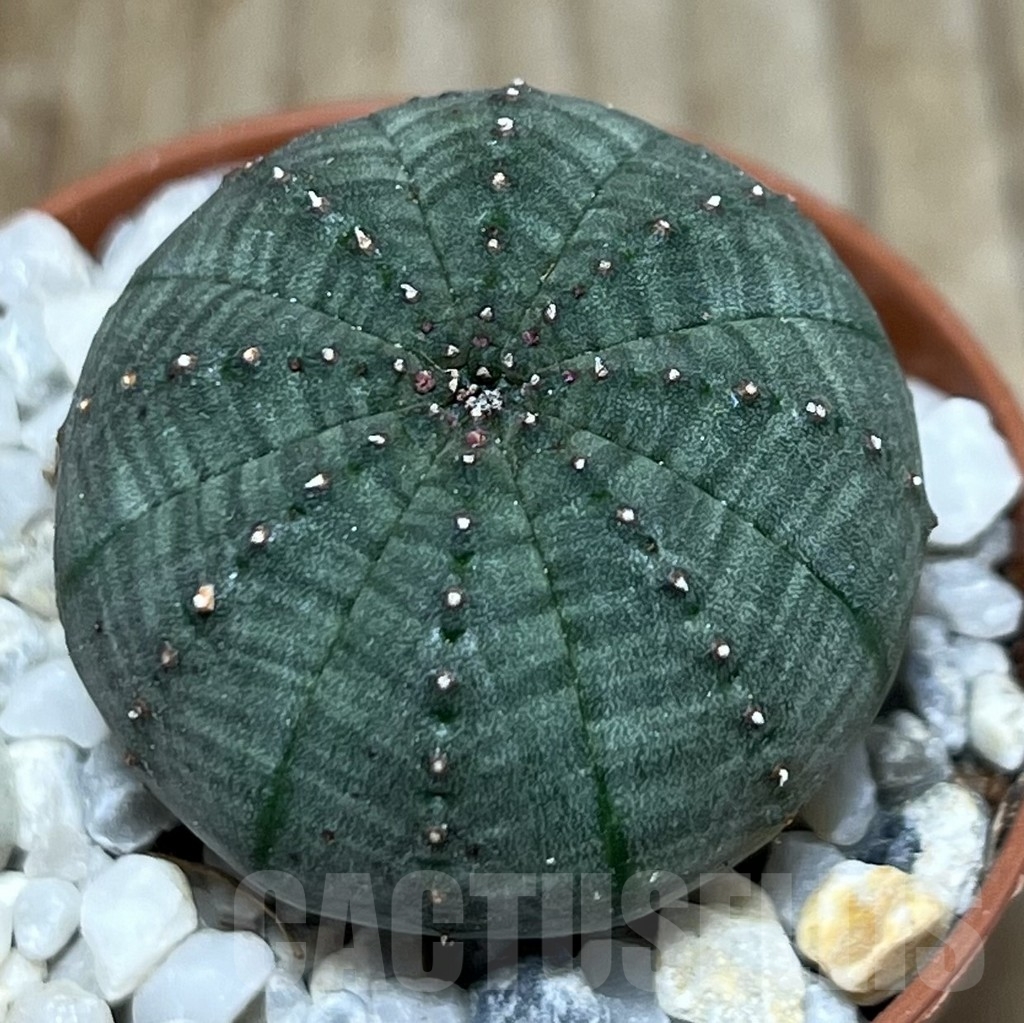 SHPR20585 Euphorbia obesa - Image 2