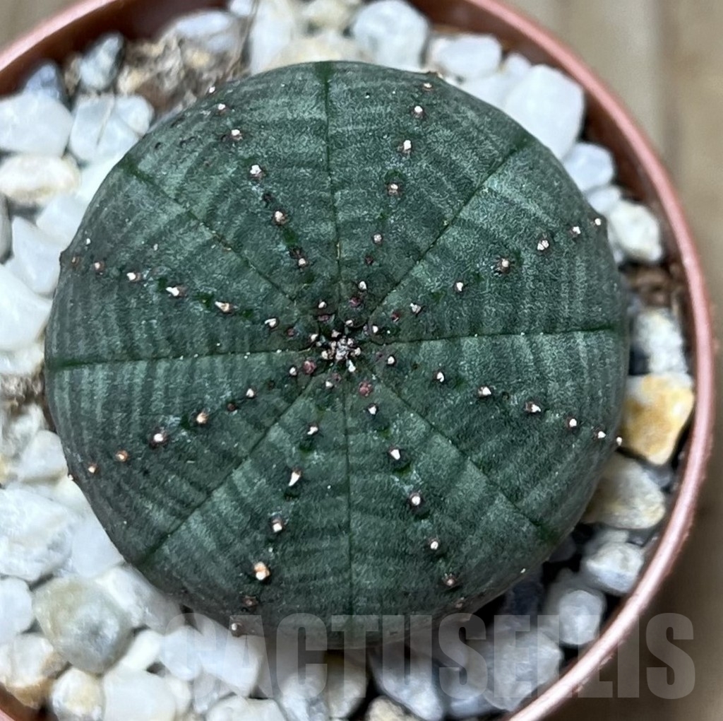 SHPR20585 Euphorbia obesa