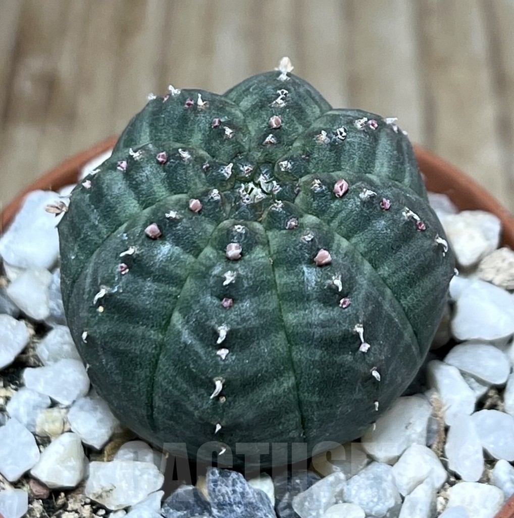 SHPR20587 Euphorbia obesa - Image 2