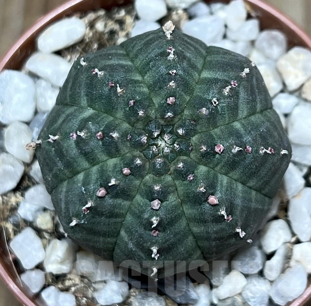 SHPR20587 Euphorbia obesa