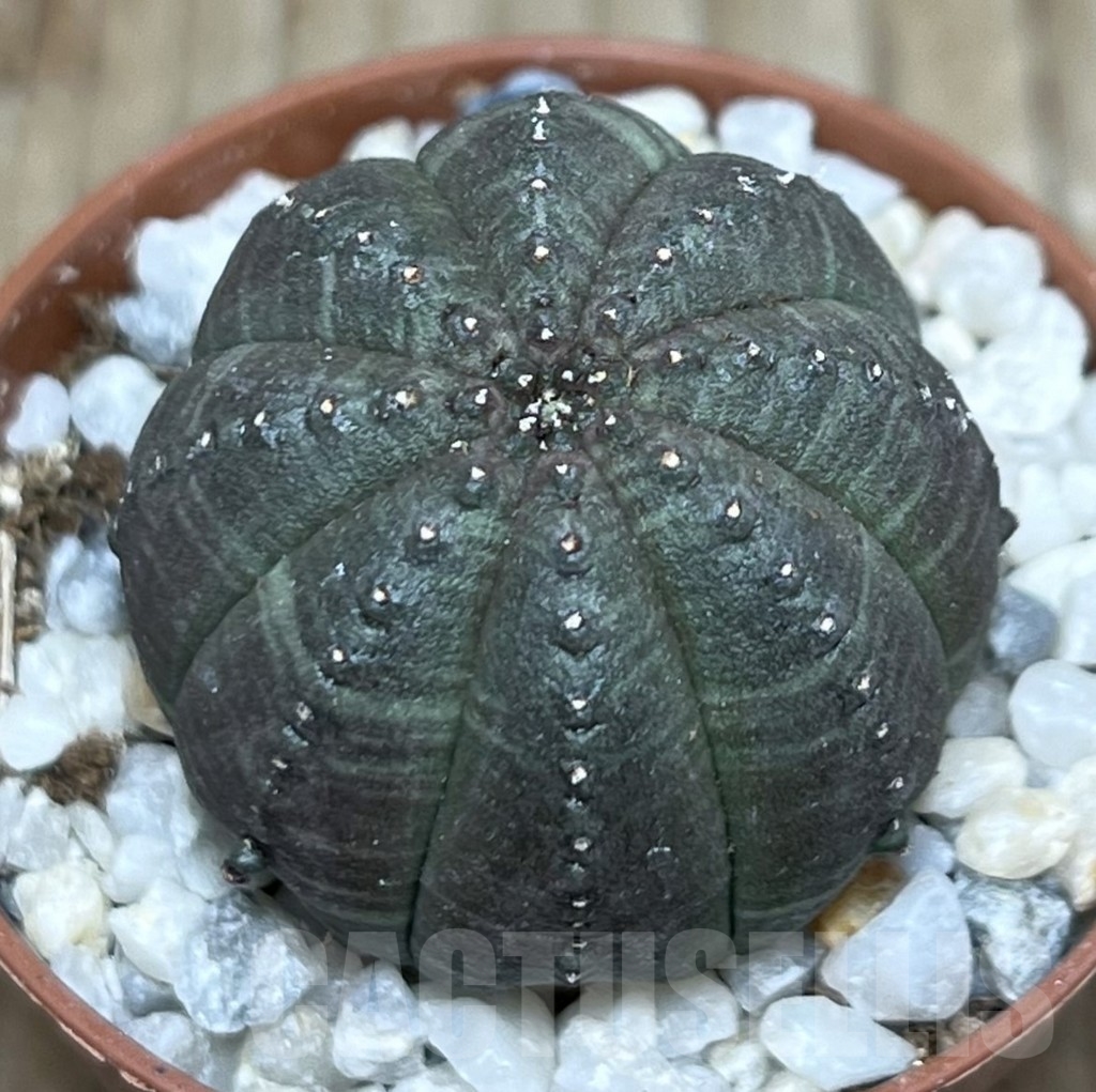 SHPR20589 Euphorbia obesa - Image 2