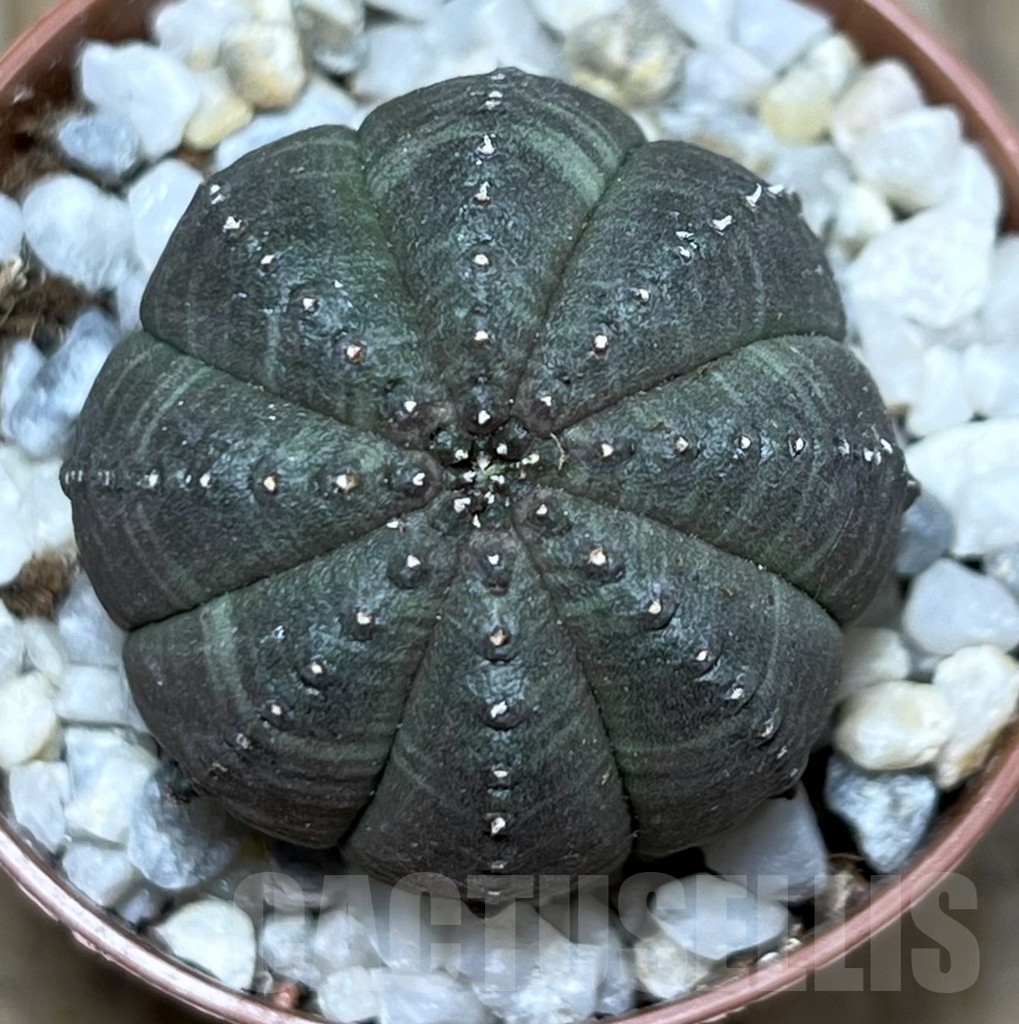 SHPR20589 Euphorbia obesa