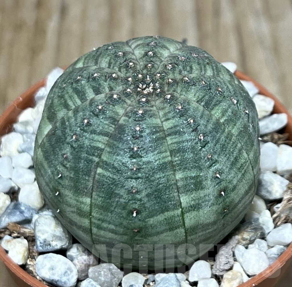 SHPR20590 Euphorbia obesa - Image 2