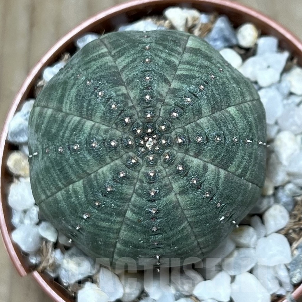 SHPR20590 Euphorbia obesa