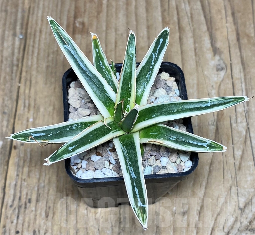 SHPR23707 Agave victoriae-reginae f. white variegata