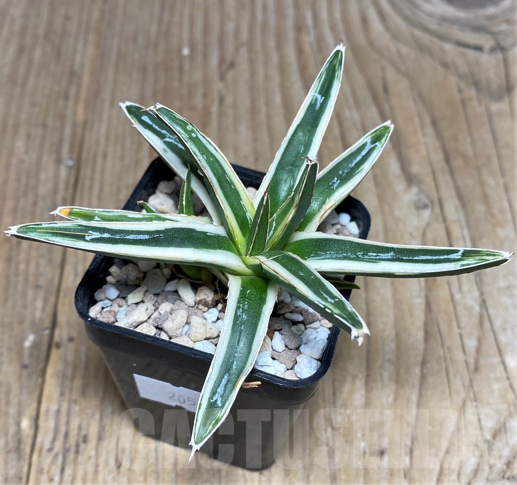SHPR20535 Agave victoriae-reginae f. white variegata - immagine 2