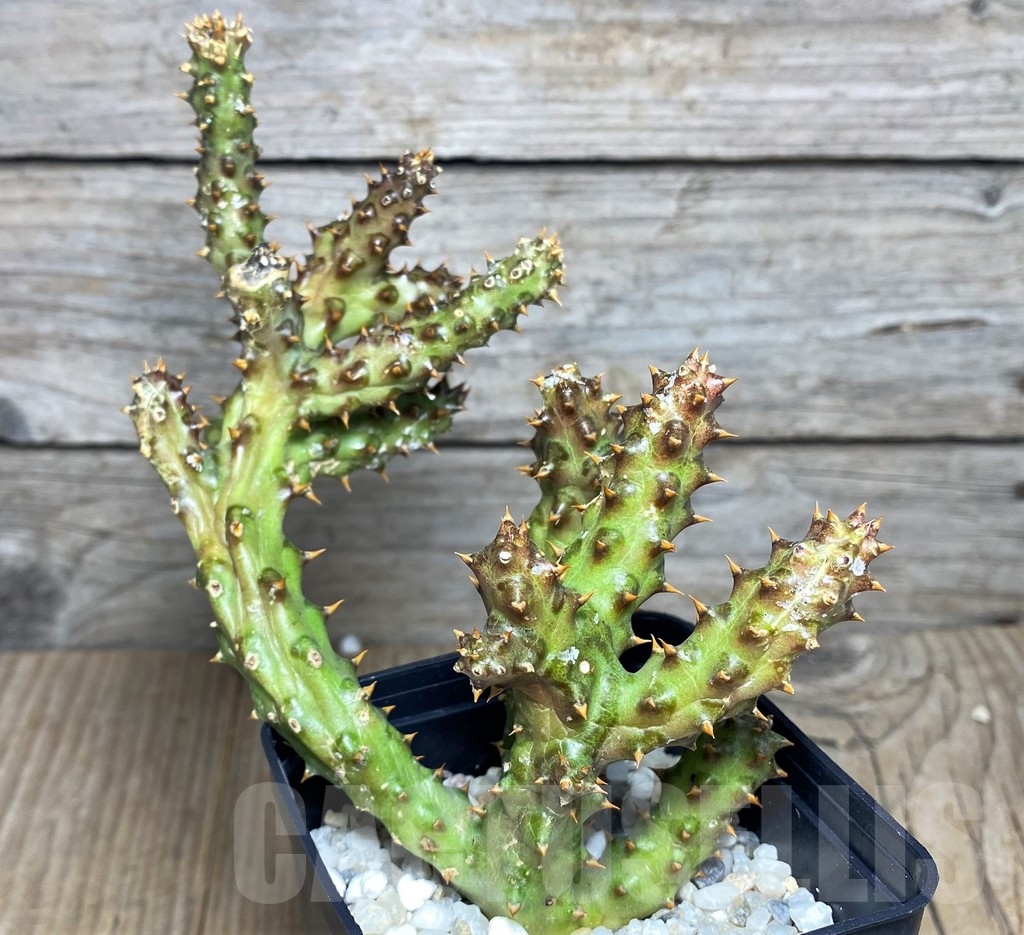 SHPR20536 Edithcolea grandis