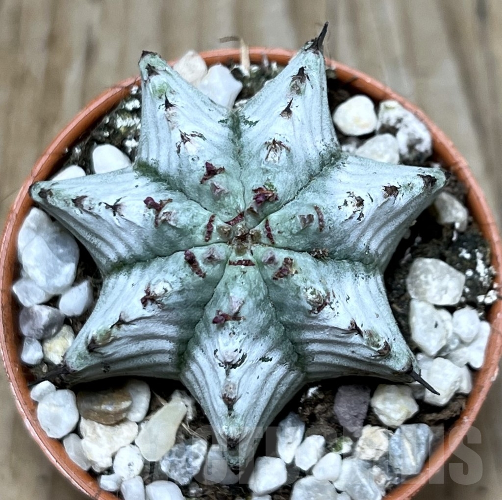 SHPR20591 Euphorbia horrida ‘Alba’ - Image 2