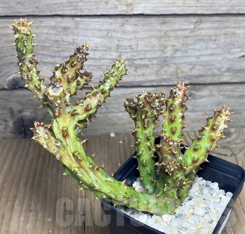 SHPR20536 Edithcolea grandis - immagine 2