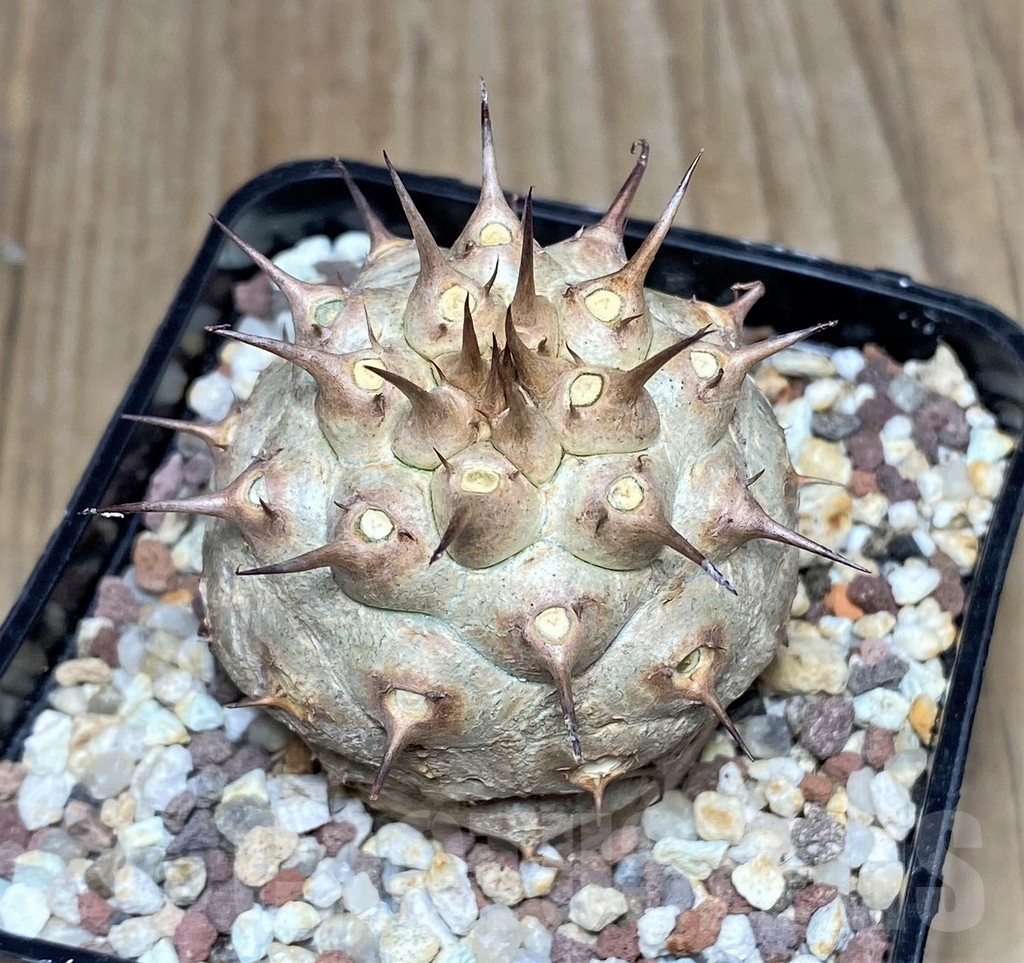 SHPR20538 Euphorbia venefica - immagine 2