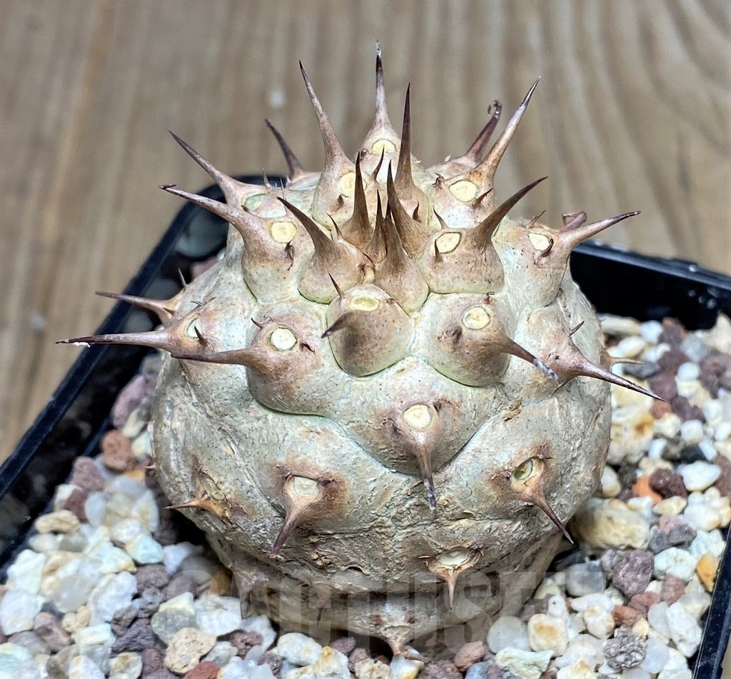 SHPR20538 Euphorbia venefica