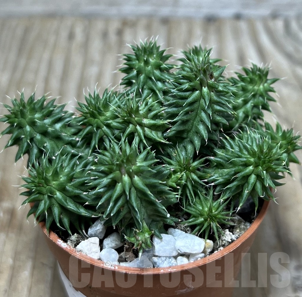 SHPR20593 Euphorbia susannae