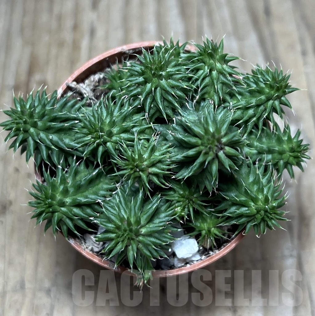 SHPR20593 Euphorbia susannae - Image 2