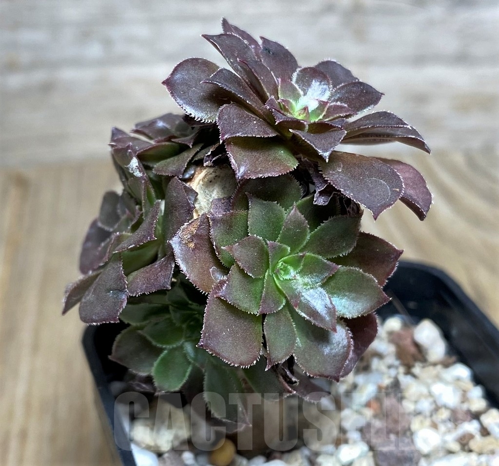 SHPR20540 Aeonium arborescens - immagine 3
