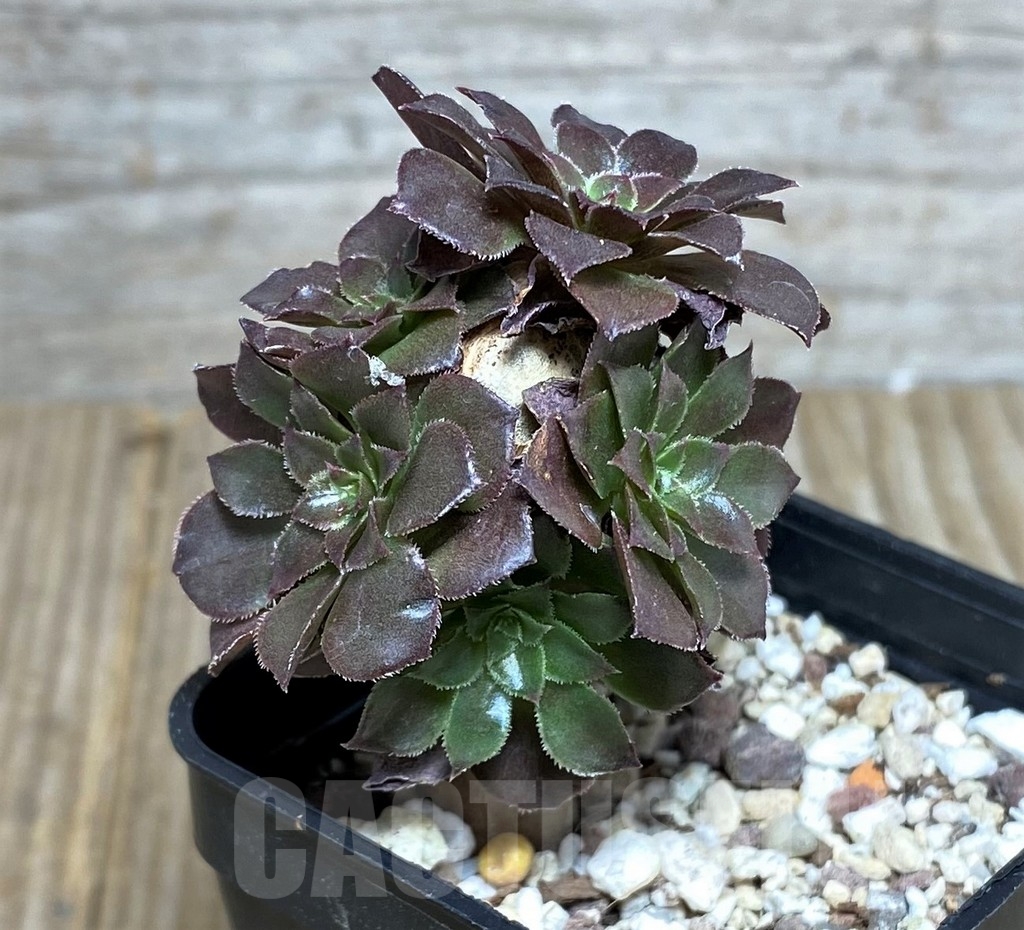 SHPR20540 Aeonium arborescens