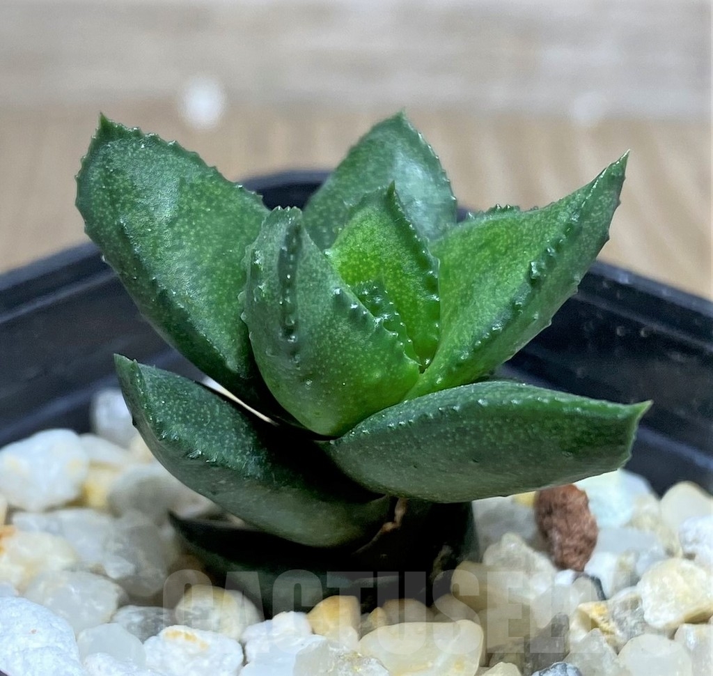 SHPR20541 Astroloba bullulata - immagine 2