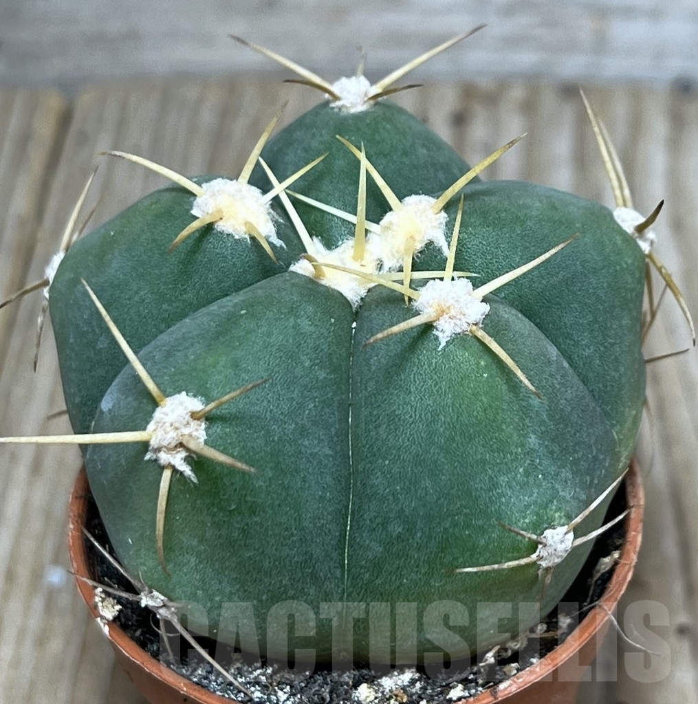 SHPR20595 Gymnocalycium horstii
