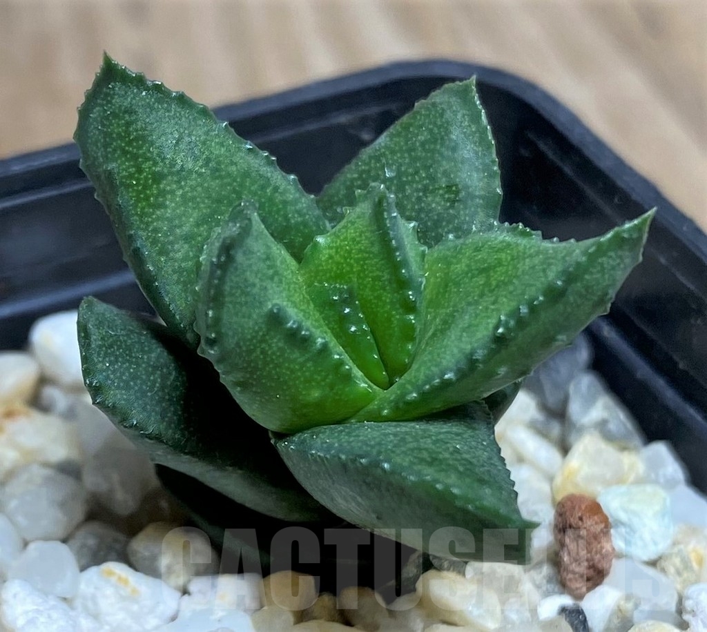 SHPR20541 Astroloba bullulata