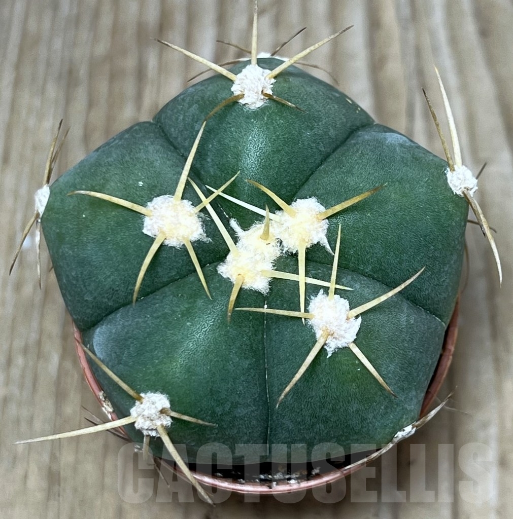 SHPR20595 Gymnocalycium horstii - Image 2